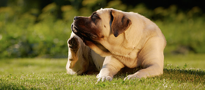 Alergias em cães