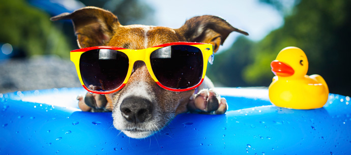 Verão, temperaturas elevadas, um perigo para os cães!